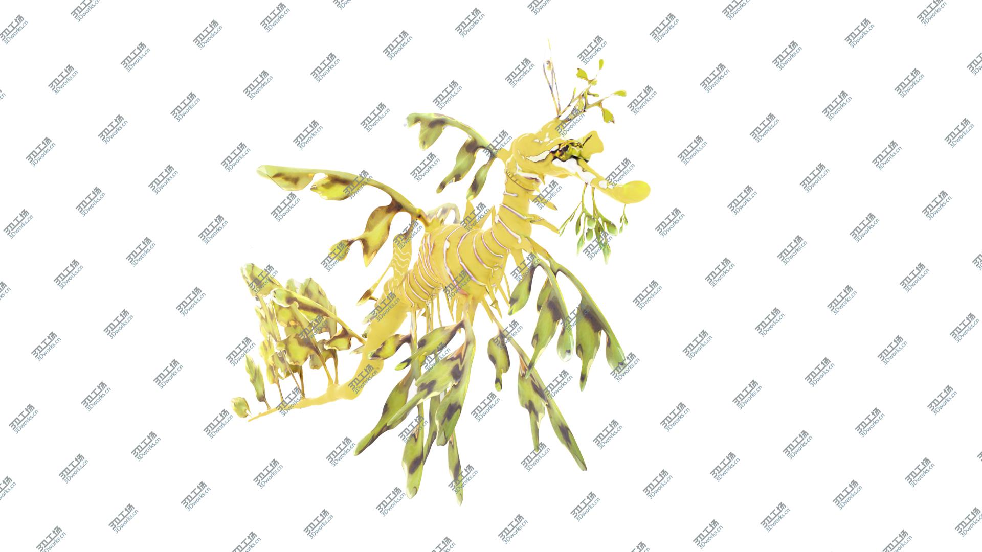 images/goods_img/202105074/Leafy Sea Dragon 3D model/2.jpg